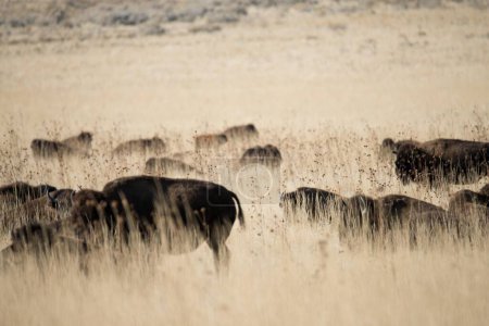 Téléchargez les photos : Majesté sauvage : Image 4K d'un troupeau de buffles sauvages errant librement dans leur habitat naturel - en image libre de droit