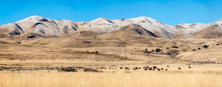 Foto de Indomable Majestad: 4K Imagen de una manada de búfalos salvajes vagando libres en su hábitat natural - Imagen libre de derechos