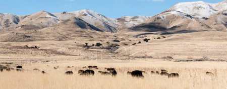 Foto de Indomable Majestad: 4K Imagen de una manada de búfalos salvajes vagando libres en su hábitat natural - Imagen libre de derechos