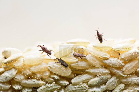Foto de Primer plano extremo del arroz Weevil en 4K Imagen - Imagen libre de derechos