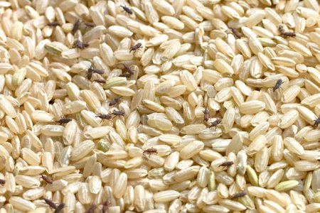 Foto de Primer plano extremo del arroz Weevil en 4K Imagen - Imagen libre de derechos