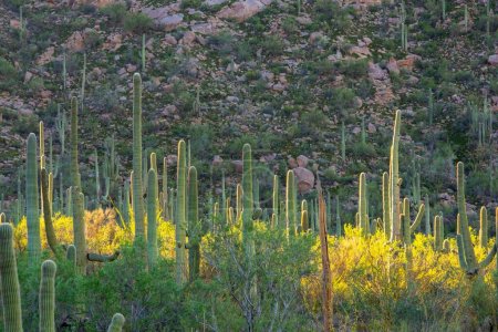 Photo for Mesmerizing 4K Saguaro Cactus Mountain Landscape: Tucson, Arizona National Park - Royalty Free Image