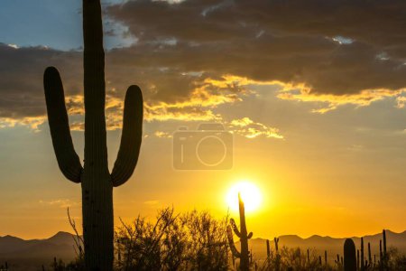 Téléchargez les photos : Vue panoramique 4K : Cactus Saguaro dans le Tucson, Arizona, Paysage du Parc National avec Montagne et Soleil - en image libre de droit