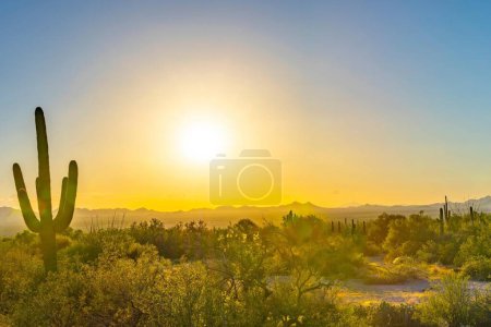 Photo for Scenic 4K View: Saguaro Cactus in the Tucson, Arizona, National Park Landscape with Mountain and Sun - Royalty Free Image