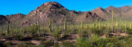 Mesmerizing 4K Saguaro Cactus Mountain Landscape: Tucson, Arizona National Park