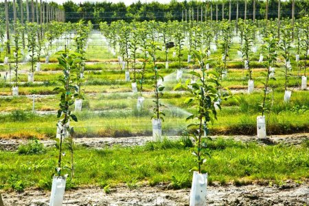 4K Image: Young Apple Trees Growing with Automatic Irrigation System