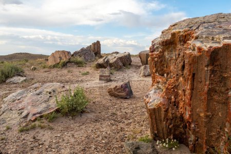 Antike Überreste: Versteinertes Holz im Petrified Forest National Park, Arizona, USA (4K Ultra HD))