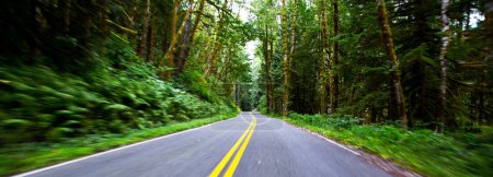 Encantador viaje por el bosque: Curvy Forest Road entre árboles en 4K Ultra HD