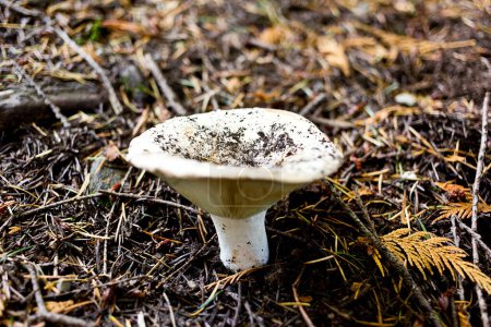 Nature's Beauty: 4K Ultra HD Close-Up of Wild Mushroom