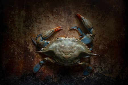 Photo for Dark Beauty: 4K Ultra HD Image of Fresh Blue Crab in Darkness - Royalty Free Image