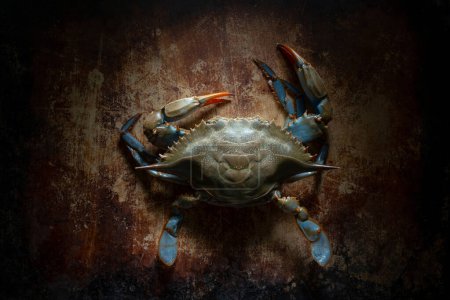 Téléchargez les photos : Beauté sombre : 4K Ultra HD Image de Crabe bleu frais dans l'obscurité - en image libre de droit