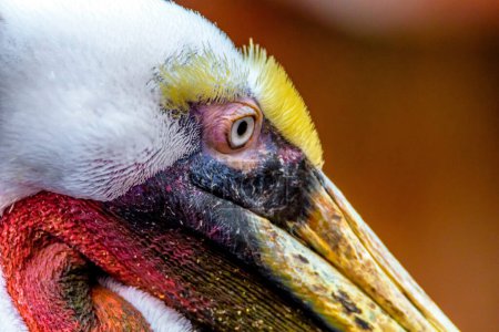 Majestic Bird: 4K Ultra-HD-Bild von Pelikan aus nächster Nähe
