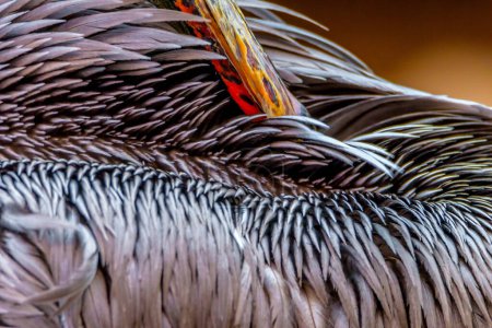 Majestic Bird: 4K Ultra-HD-Bild von Pelikan aus nächster Nähe