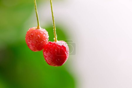La recompensa de la naturaleza: 4K Ultra HD Imagen de cereza roja fresca en el árbol