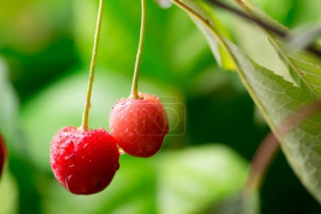 Photo for Nature's Bounty: 4K Ultra HD Image of Fresh Red Cherry on Tree - Royalty Free Image