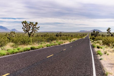 Endless Horizons: 4K Ultra HD Image of Empty Desert Road with Joshua Tree