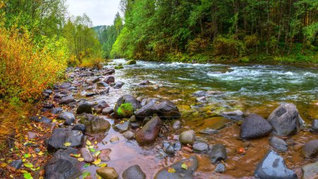 Tranquil Wilderness: 4K Ultra HD Image of Forest and Stream in Pacific Northwest USA