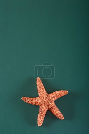 Underwater Beauty: 4K Ultra HD Image of Starfish on Green Background