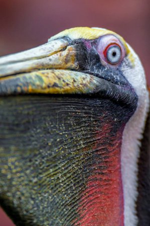 Majestic Bird: 4K Ultra HD Image of Pelican Close-Up