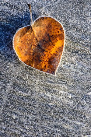 Frostiges Herz: 4K-Ultra-HD-Bild eines einzelnen braunen Blattes am frühen Morgen gefroren