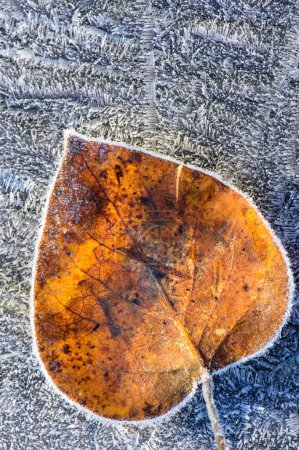 Frosty Heart: 4K Ultra HD Image of Single Brown Leaf Frosted in the Early Morning