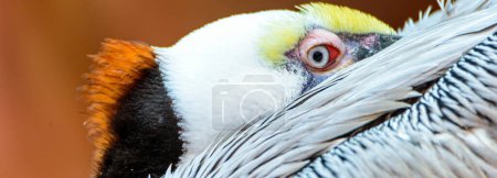 Majestic Bird : 4K Ultra HD Image de Pelican Gros plan
