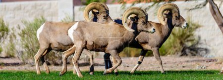 Herd of Bighorn Sheep Rams in Residential Area: 4K Ultra HD Image