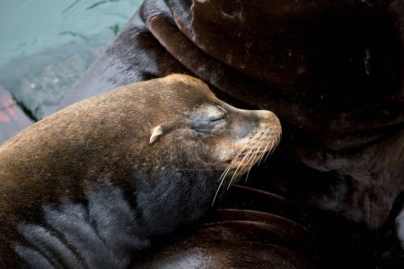 Zarter Moment: 4K-Ultra-HD-Bild vom wilden Seelöwenbaby, das auf Mamas Bauch schläft