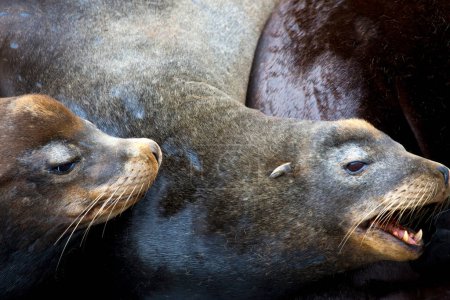 Photo for Tender Moment: 4K Ultra HD Image of Wild Baby Sea Lion Napping on Mom's Belly - Royalty Free Image