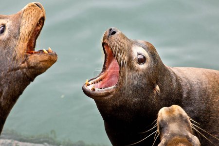 Alegre león marino salvaje: 4K Ultra HD Image Capturando un momento feliz en el mar