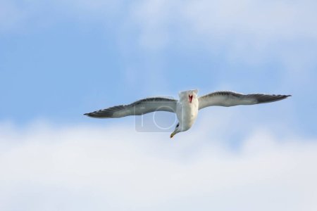 Majestic Airborne Seagull : Superbe image 4K Ultra HD de la mouette en vol