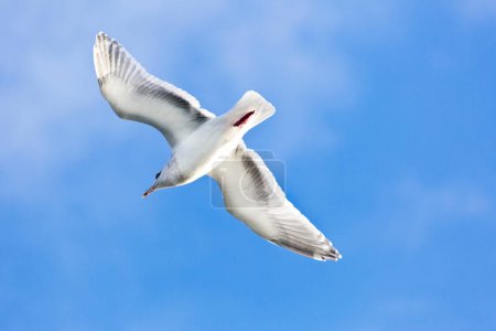 Majestic Airborne Seagull: Atemberaubendes 4K Ultra-HD-Bild der Möwe im Flug
