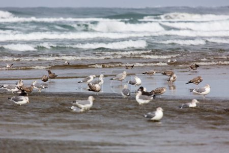4k ultra hd imagen de bandada de aves marinas descansando en la playa