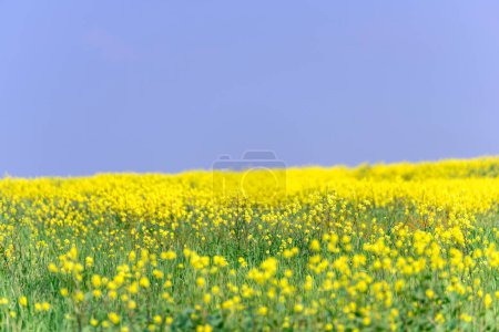 Blooming Beauty: Captivating 4K Ultra HD Picture of Early Spring Blossom Field in Arvin, California