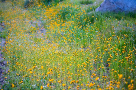 Belleza floreciente: cautivadora imagen 4K Ultra HD del campo de flores de primavera temprana en Arvin, California
