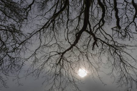 Téléchargez les photos : Sérénité printanière : Image ultra HD 4K captivante des branches de chêne dans le brouillard du matin - en image libre de droit