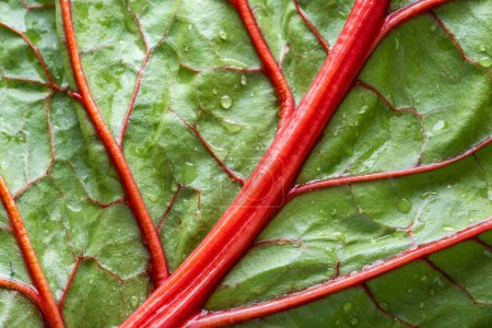 Nature's Artistry: Captivating 4K Ultra HD Picture of Close-Up Red Chard Leaf