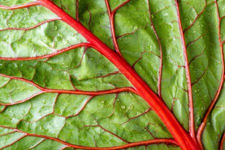 Artisanat de la nature : Captivante image 4K Ultra HD de Close-up Red Chard Leaf