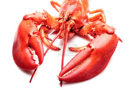 Marine Majesty: Scrumptious 4K Ultra HD View of Live Lobster on White Background