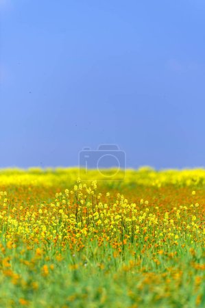 Blooming Beauty: Captivating 4K Ultra HD Picture of Early Spring Blossom Field in Arvin, California