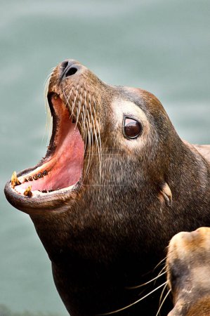 Joyful Wild Sea Lion: 4K Ultra HD Image Capturing a Happy Moment in the Sea
