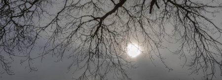 Spring Serenity: Captivating 4K Ultra HD Picture of Oak Tree Branches in Morning Fog