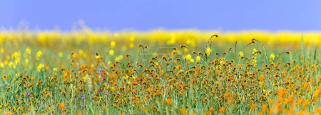 Foto de Belleza floreciente: cautivadora imagen 4K Ultra HD del campo de flores de primavera temprana en Arvin, California - Imagen libre de derechos
