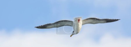 Majestic Airborne Seagull : Superbe image 4K Ultra HD de la mouette en vol