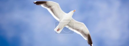 Majestic Airborne Seagull: Atemberaubendes 4K Ultra-HD-Bild der Möwe im Flug