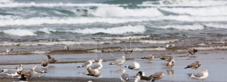 Photo for 4k ultra hd image of Flock of Seabirds resting on beach - Royalty Free Image