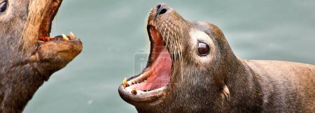 Joyeux lion de mer sauvage : Image ultra HD 4K capturant un moment heureux dans la mer