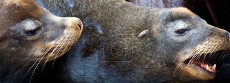 Photo for Tender Moment: 4K Ultra HD Image of Wild Baby Sea Lion Napping on Mom's Belly - Royalty Free Image