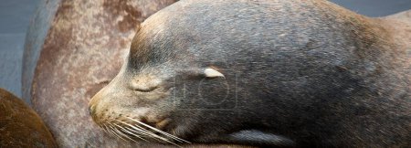 Zarter Moment: 4K-Ultra-HD-Bild vom wilden Seelöwenbaby, das auf Mamas Bauch schläft