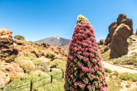 Teide auf Teneriffa mit Tadschinaste-Blüte: 4K Image, Kanarische Inseln